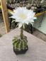 Preview: Echinopsis eyriesii
